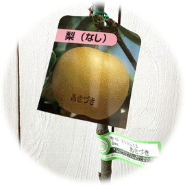Pear Seedling Red Pear (PVP) 4.7 inches (12 cm) Pot Seedlings, None, Pear Registered Varieties