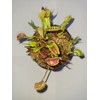 3 Small Giant Venus Flytraps (Fly Trap Carnivorous Plants) 3