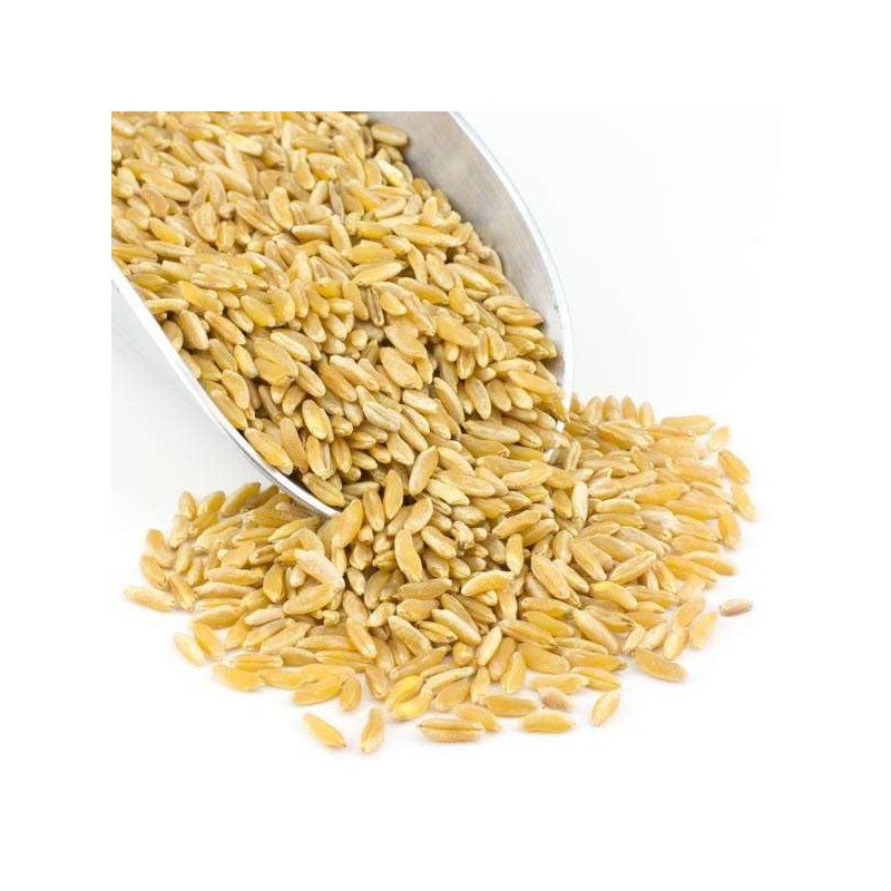 Organic Kamut Khorasan Wheat Grains, High in Protein and Fiber,