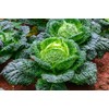 Savoy Cabbage Seeds, 500 Heirloom Seeds Per Packet, Non GMO
