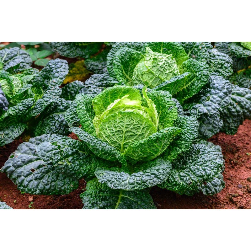 Savoy Cabbage Seeds, 500 Heirloom Seeds Per Packet, Non GMO