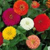 Zinnia - California Giant Mix - Bulk Pack 5,000 Seeds