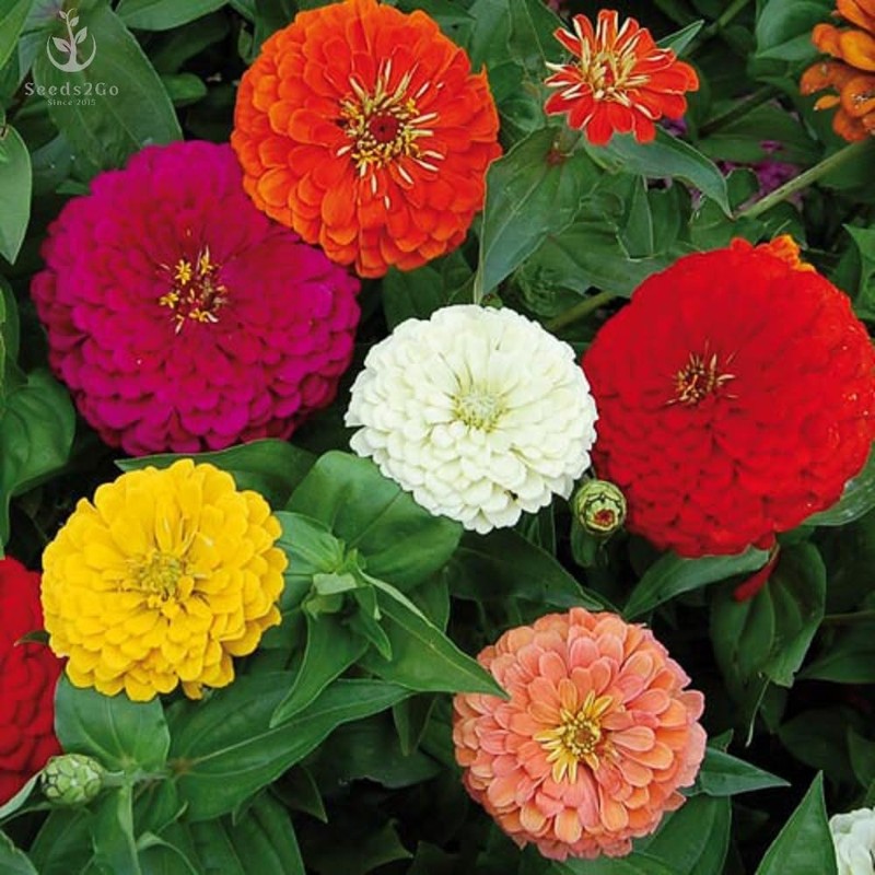Zinnia - California Giant Mix - Bulk Pack 5,000 Seeds