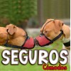 Bozal Perro Malla Transpirable Velcro Varias Tallas 21725