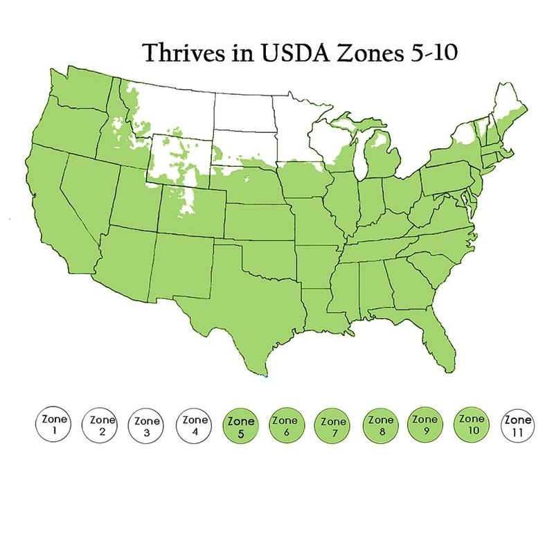 Liriope Grass, 1g, Green/Purple