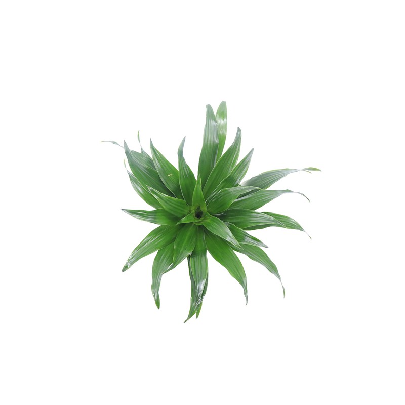 Draceana Compacta ('Janet Craig') - 4'' from California Tropicals