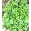 TomorrowSeeds - Common Mugwort Seeds - 15000+ Count - for