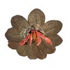 Awesome Aquatic Premium Catappa Indian Almond Leaves 10 4"-6" Provides