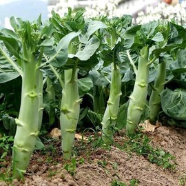 Chinese Kale Extra Large Huge Stem GAI LAN Seeds cải làn Than lon Big Sum Kailaan 嫩莖大芥蘭 Gailan Big Stem Làn Cải rổ siêu to khổng lồ (1/8oz About 625 Seeds)