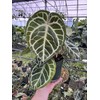 Tezula Plants Florikan 16-5-11 NPK MAX 180 Day Timed Release