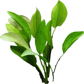 Oriental Sword (Echinodorus Oriental) Small