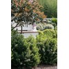 Viburnum Mrs. Schiller's Delight I 1 Large Gallon Size Plant