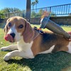 PAW WAVE PERK Percussion Pet Massager for Dogs and Cats