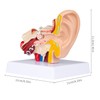 LVCHEN Human Ear Model Anatomy - Anatomical 3D Ear Model