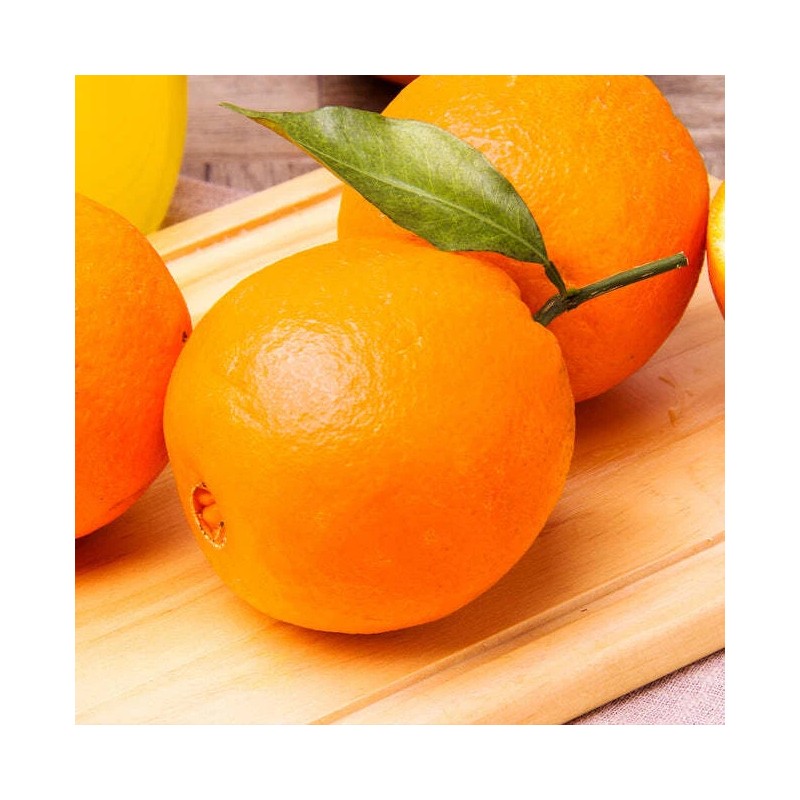 Tree Pineapple Orange Tree - 20-28" Tall - Live Plant