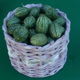 Outsidepride Mouse Melon AKA Mexican Sour Gherkin, Mexican Sour Cucumber or Cucumelon Edible Fruit Plants - 100 Seeds