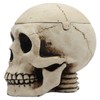 Skeleton Skull Box Ashtray | Gothic Creepy Room Decor with