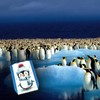 Funny Penguin Parking Disc Funny Bird Design Humorous Fun in