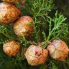 Buy Rare Seeds Cupressus sempervirens | Italian & Tuscan Cypress