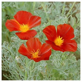 Everwilde Farms - 1/4 Lb Red Chief California Poppy Wildflower Seeds - Gold Vault