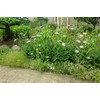 Green Garden (Green Garden) Flower Guard Width 18 X Height