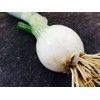 7,000 Southport White Globe Onion Seeds for Planting Long Day