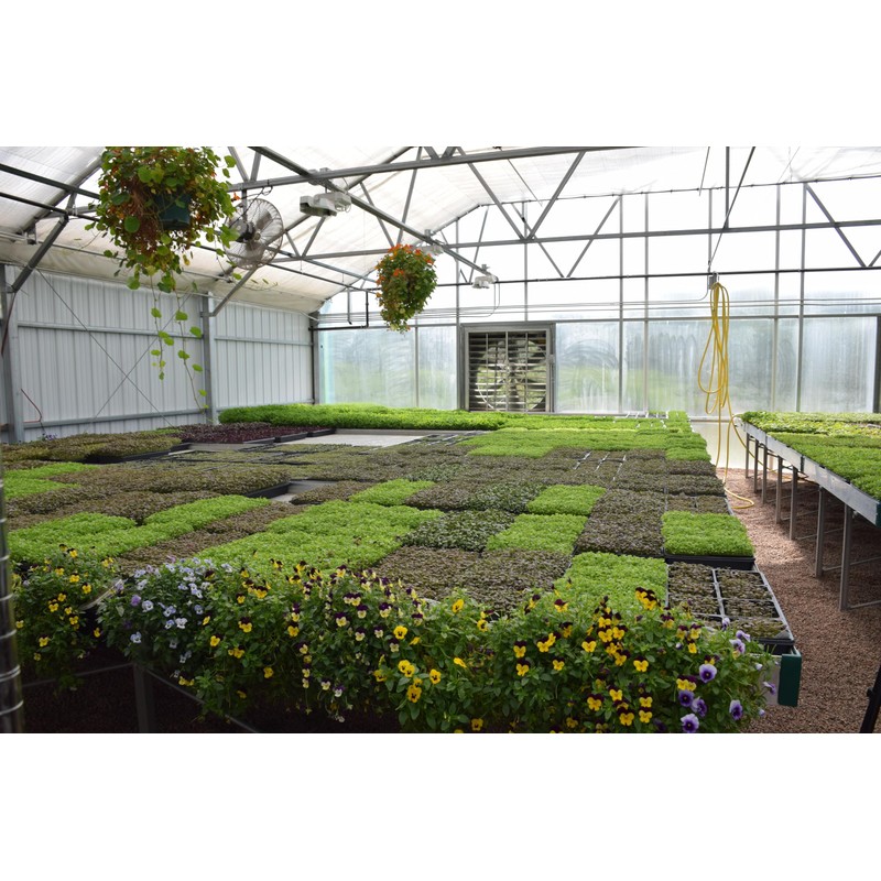 BeMicro Whole Food Microgreens - US Grown, Small Batch, Nutritional