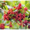 CZ Grain Yumberry Tree Seeds for Planting (10 Seeds) -Yang-mei
