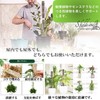 S.fields.inc Mospall Stanch, Set of 4 Connectable Plants, House Plants,