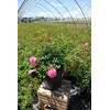 Live Plant from Green Promise Farms Flower Carpet Roses ROSA