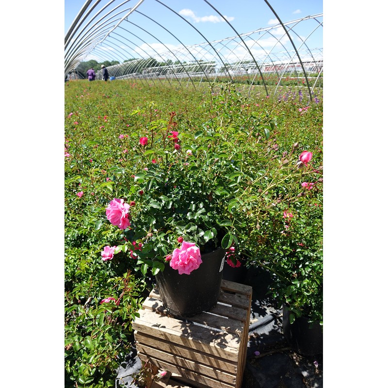 Live Plant from Green Promise Farms Flower Carpet Roses ROSA