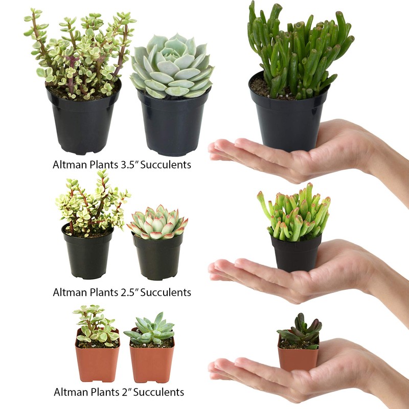 Altman Plants, Mimicry Succulents Plants Live Mini Succulents (4 Pack),