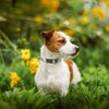 PUPTECK Dog Harness Leash Set for Dogs, Soft Velcro Included,