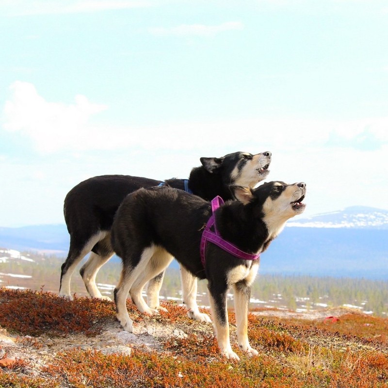 Hurtta - Leisure harness - 55 cm - Raven -