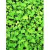 White Stem Pak Choi Cabbage Seeds: 5 Lb - Bulk,