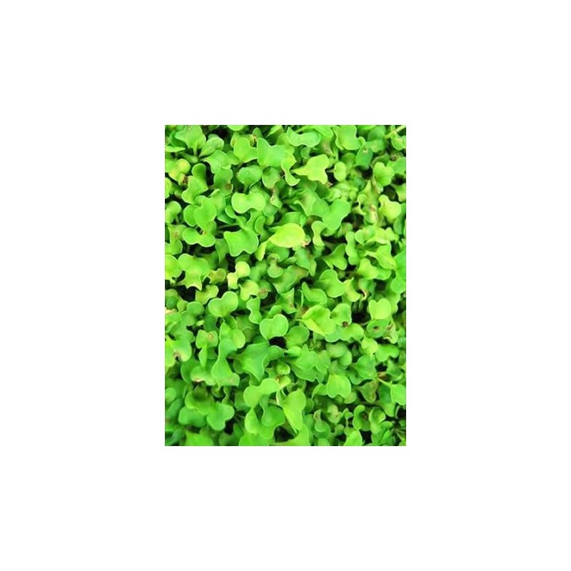 White Stem Pak Choi Cabbage Seeds: 5 Lb - Bulk,