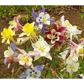 1 oz McKana Giants Mix Columbine Aquilegia caerulea Flower Seeds Mixed Colors, (Approx 26,000 Seeds) Premium Non-GMO, Open Pollinated, US Grown Seed