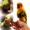Bird Harness Leash Elastic Easy To Wear Portable Bird Traction