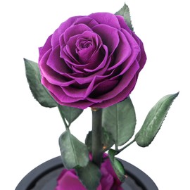 Eternal Forever Rose | Fresh Rose Gift | Single Rose Preserved for 5 Years | Handcrafted | Gifts for Women Birthday unique Unusual | Mother’s Day, Anniversary, Christmas valentine’s day (Purple)