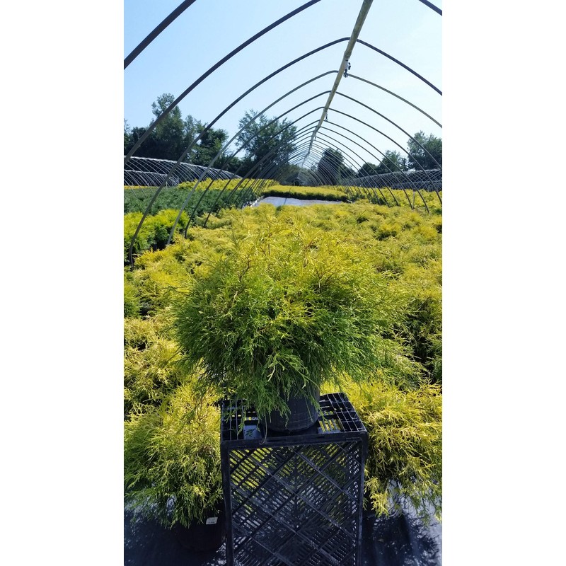 Chamaecyparis p. f. 'Aurea' (Gold Thread Cypress) Evergreen, yellow foliage,