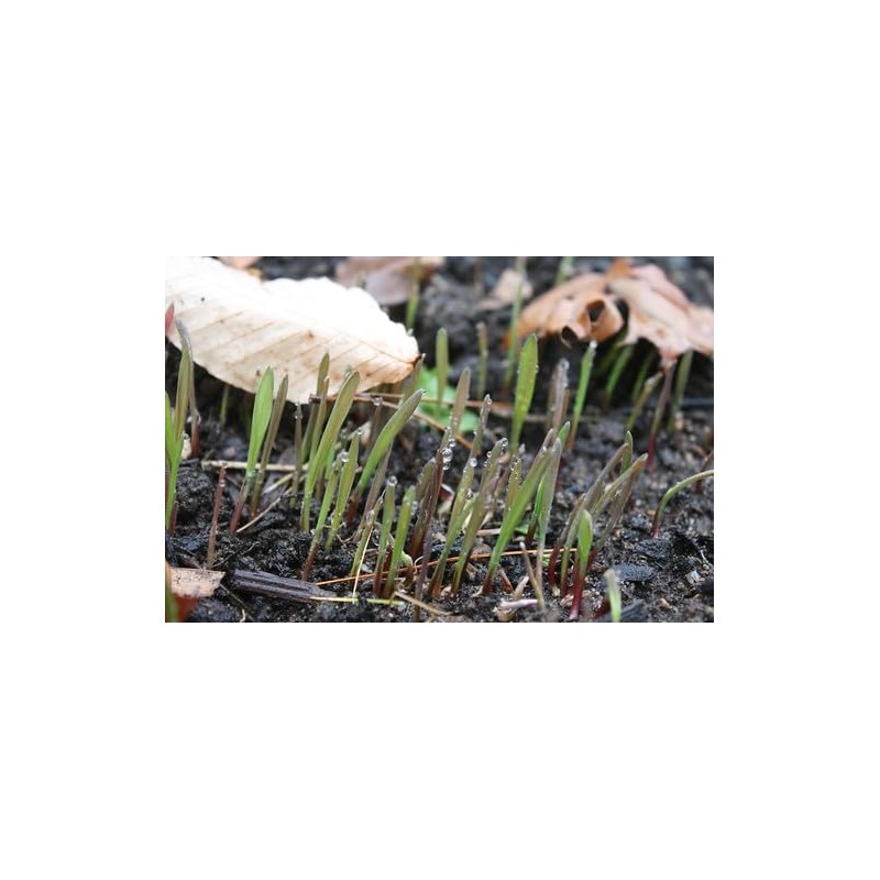 Winter Rye Grass Seed Grass Fall Mix Ryegrass Seeds for