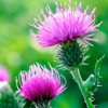 22Day Seeds: Seeds Milk Thistle/Blessed Milkthistle/Purple Blessed/Non GMO/Heirloom