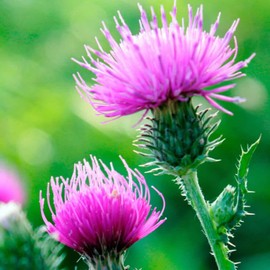 22Day Seeds: Seeds Milk Thistle/Blessed Milkthistle/Purple Blessed/Non GMO/Heirloom