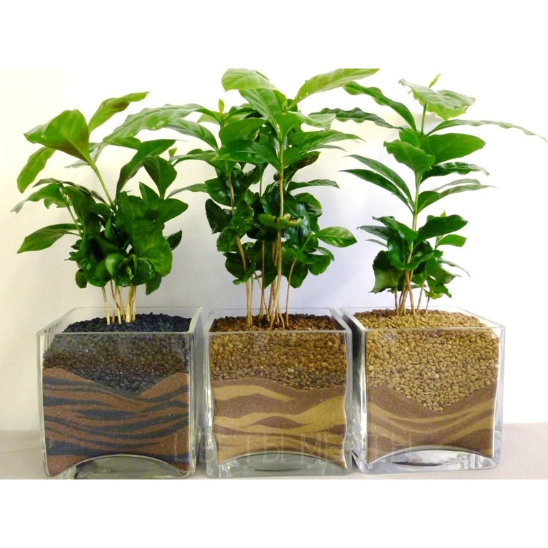 22Day Seeds: Seeds Arabian Coffee Tree/Coffea Arabica/Perennial Tree