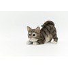 DecoTrend GmbH Decorative Figurine Little Cat Lurking 11.5 x 7
