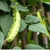 Winged Bean Seeds - 4 Oz ~452 Seeds - Non-GMO,