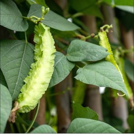 Winged Bean Seeds - 4 Oz ~452 Seeds - Non-GMO, Heirloom - Asian Garden Vegetable