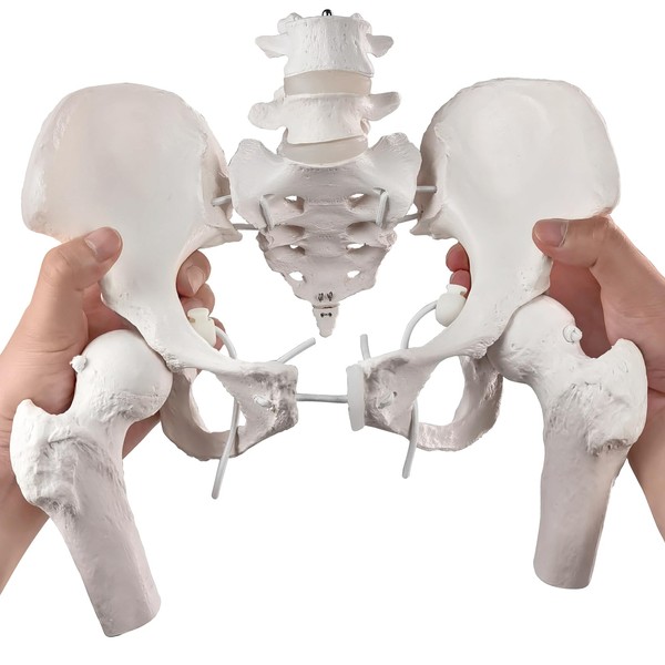 Merinden Movable Female Pelvis Model w/Elastic Two Movable Femur Heads