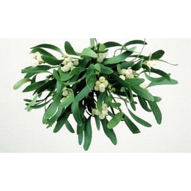 Quiet Time Boutique 1 oz Candle Soap Home Fragrance Oil- Mistletoe