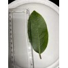Fresh 20, Fresh picked Organic Bay Leaves Leaf, Laurus Nobilis,